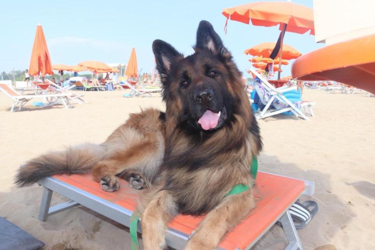 Psí pláž La Spiaggia di Pluto Psí pláž La Spiaggia di Pluto
