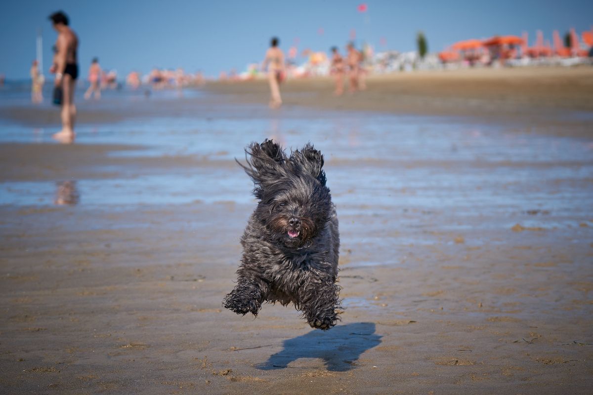 Havanský psík na pláži La Spiaggia di Pluto Havanský psík na pláži La Spiaggia di Pluto